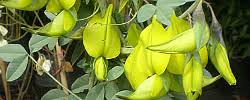 Image result for Crotalaria agatiflora