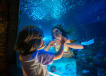 The Magic of Mermaids