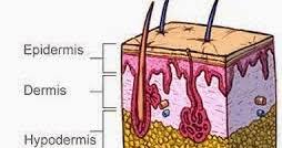 Sistem intergumen (blok kulit) ke 1 sebagai pendahuluanfisiologi sistem intergumen dan anatomi sistem intergumen, serta sebagian histologi sistem intergumen. Lapisan Epidermis Kulit Mengikut Turutan Terdalam Ke Bahagian Permukaan
