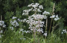 Image result for Aphloiaceae