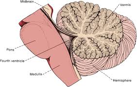Image result for Cerebellar Function Test