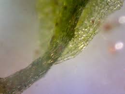 Image result for Didymoglossum