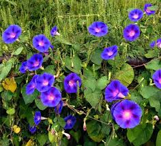 Bunga seri pagi memang istimewa. Arti Dan Makna Bunga Morning Glory Bibitbunga Com