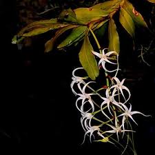 Image result for Cyrtorchis