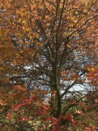 It is often used as a specimen tree due to its variegated leaves that may come in many shades of green, pink, and white. 25 Yr Old Tri Colored Beech Tree 454766 Ask Extension