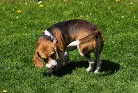 Dogs And Tail Chasing Vetwest Animal Hospitals