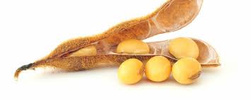 Image result for Brazzeia soyauxii