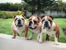 South Africa's five most expensive puppy breeds | News24