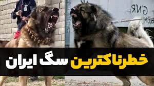 خطرناک بهترین نژاد سگ نگهبان. Ø®Ø·Ø±Ù†Ø§Ú© ØªØ±ÛŒÙ† Ø³Ú¯ Ù‡Ø§ÛŒ Ø§ÛŒØ±Ø§Ù† Youtube