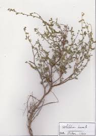 Image result for Melolobium