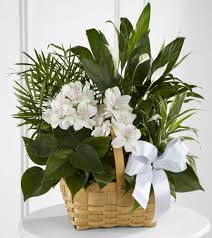 Ftd flowers, downers grove, il. The Flower Shop Funeral Flowers Gentle Comfort Basket Tf190 2
