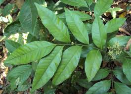 Image result for Clausena