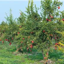 Image result for Punica granatum