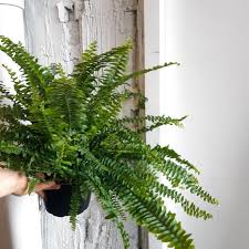 Maybe you would like to learn more about one of these? Les Fougeres La Foret En Ville La Presse