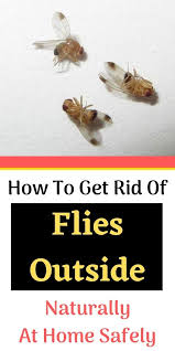 The first step in getting rid of flies is knowing what attracts them in the first place: How To Get Rid Of Flies Outside Naturally Wedding And Women Life