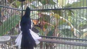 Check spelling or type a new query. Download Macam Macam Suara Burung Mp3