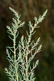 Image result for Suaeda plumosa