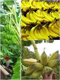 banana kola কল banana fruit art fruit