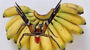Die brasilianische wanderspinne ist berüchtigt für aggressives verhalten. Londoner Supermarkt Wenn Auf Der Banane Die Todliche Spinne Hockt Welt
