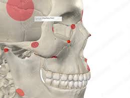 Image result for Maxillary Bone