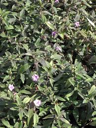 Image result for Blumea squarrosa