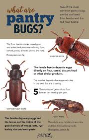 What Are Pantry Bugs Five Spot Green Living Pantry Bugs Pest Control Natural Pest Control