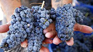 We did not find results for: Here Are Which Wine Grapes Will Grow In Texas