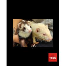 Furao Ferret