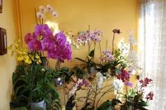 Resultado de imagen para que hacer para tener hermosas orquideas