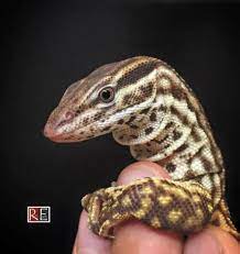 Stunning Female Red Ackie - Varanus Acanthurus Bred And Photographed By Rare Earth Inc Pet Lizards Reptiles Pet Reptiles And Amphibians