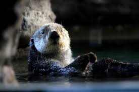 26,780 16 take it from me, you wanna be a mermaid this halloween! Test Your Sea Otter Knowledge Seattle Aquarium
