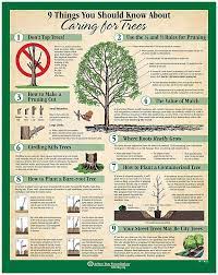 9 Things You Should Know About Caring For Trees Trees To Plant Buy Trees Tree