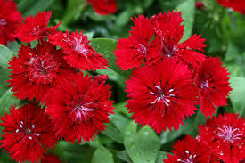 Image result for Dianthus