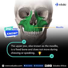 Image result for Maxillary Bone