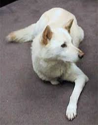 Korean Jindo Wikipedia