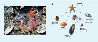 Food web definition biology example. Food Web Concept And Applications Learn Science At Scitable
