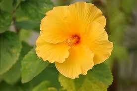 Image result for Hibiscus calyphyllus