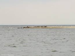 The place so full of history has to be interesting. Baltic Grey Seals Mewia Lacha Nature Reserve Zoochat