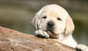 Labrador dog price in sri lanka. Buying A Labrador Puppy Online