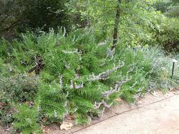 Image result for Allophylus lastoursvillensis