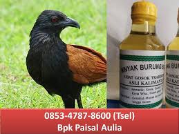 Minyak burung but but ll minyak herba sinergi ll asli hpai original. Facebook