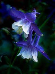 Pin On The Secret Garden
