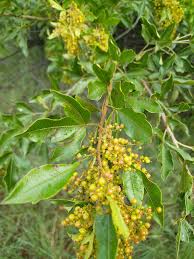 Image result for Searsia pentheri