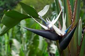 Image result for Strelitzia