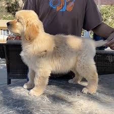 My golden retrievers are raised as part of the family. Trained Golden Retriever Puppies Potty Trained Golden Puppies House Trained Golden Retriever Puppies