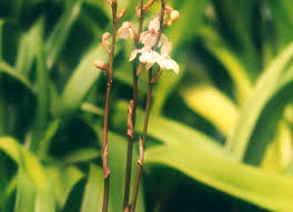 Image result for Oeceoclades