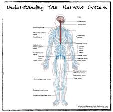 Chart of different human organ system. Structure Of The Nervous System