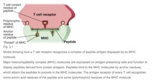 Typing i beinmargsaspirat (5, 31, 34). Kap 3 Antigen Indfangning Og Praesentation For Lymfocytter Flashcards Quizlet