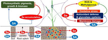 Viii viii scriem, de obicei, tot în cele. Salicylic Acid Antagonizes Selenium Phytotoxicity In Rice Selenium Homeostasis Oxidative Stress Metabolism And Methylglyoxal Detoxification Sciencedirect