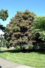 It has a broad and spreading crown with a. Ruby Red Horse Chestnut Aesculus X Carnea Briotti In Issaquah Seattle Bellevue Redmond Renton Sammamish Washington Wa At Squak Mountain Nursery